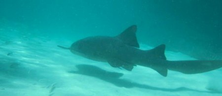 Nurse Shark ~ Photo by Patrice