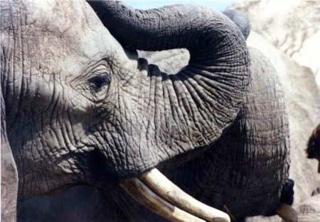 Elephants at the Toronto Zoo ~ photo by Patrice Elephants at the Toronto Zoo ~ photo by Patrice