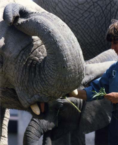 Elephants at the Toronto Zoo in 1986 ~ photo by Patrice Elephants at the Toronto Zoo in 1986 ~ photo by Patrice