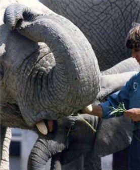 Elephants at the Toronto Zoo in 1986 ~ photo by Patrice