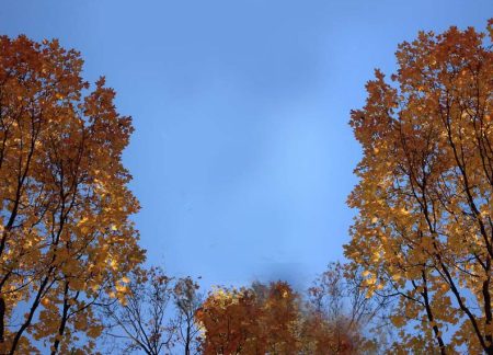 Fall Leaves ~ Photo by Patrice