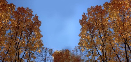 Fall Leaves ~ Photo by Patrice Fall Leaves ~ photo by Patrice