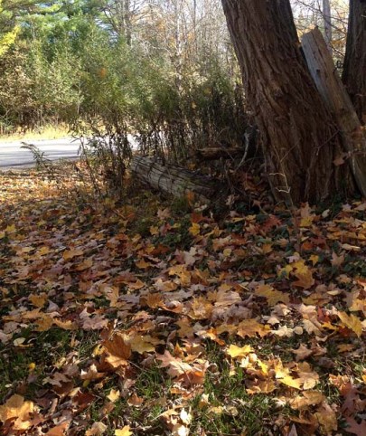Leaves in Fall ~ photo by Patrice
