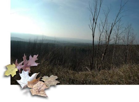 Fall Leaves ~ Photo by Patrice Fall Leaves ~ Photo by Patrice