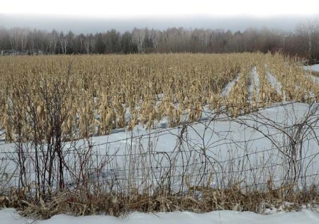 Snowy Corn Fields ~ photograph by Patrice