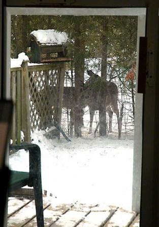 Watching Deer Watching ~ photo by Patrice