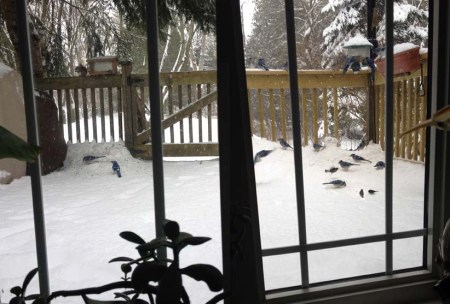 birds at the feeder ~ photo by Patrice