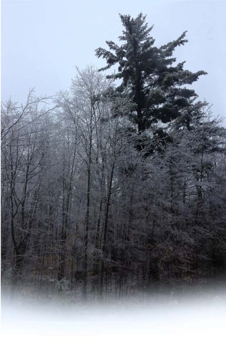 Freezing Rain ~ Photo by Patrice Freezing Rain ~ Photo by Patrice