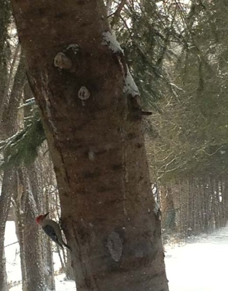 Redheaded Woodpecker ~ Photo by Patrice Redheaded Woodpecker ~ Photo by Patrice