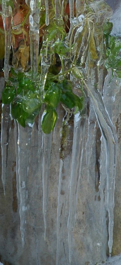 Deep Freeze ~ Photo by Patrice Deep Freeze ~ Photo by Patrice