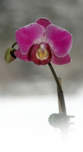 Winter Orchid ~ Photo by Patrice Winter Orchid ~ Photo by Patrice