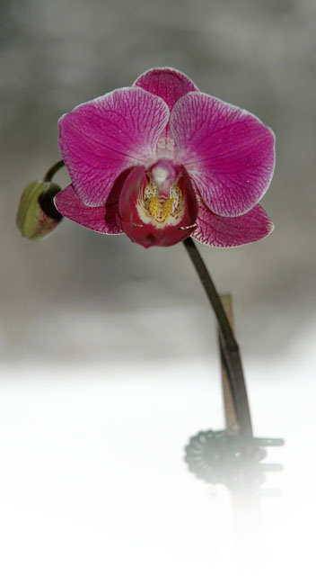 Winter Orchid ~ Photo by Patrice Winter Orchid ~ Photo by Patrice