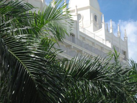 Power White Tropic ~ Photo by Patrice