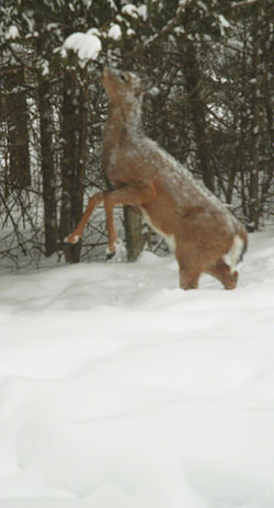 Deer Reaching ~ Photo by Patrice Deer Reaching ~ Photo by Patrice