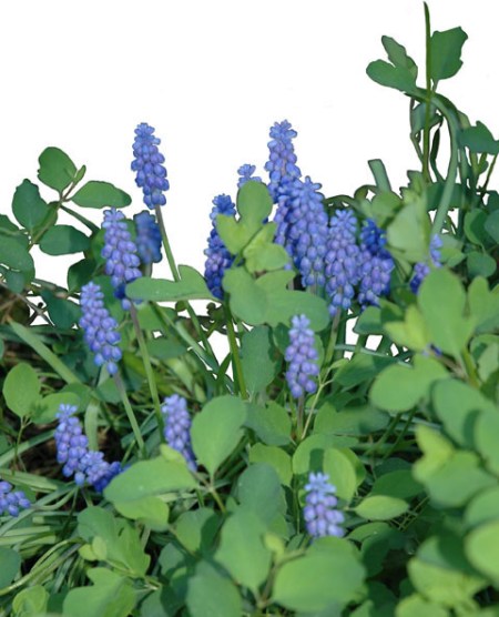 Grape Hyacinths ~  Photo by Patrice