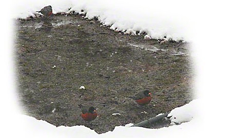 Robins in Spring ~ Photo by Patrice
