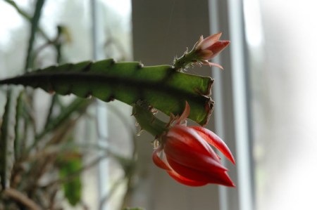 Succulent Flower ~ Photo by Patrice