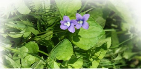 Wood Violets ~ Photo by Patrice