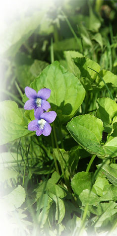 Wood Violets ~ Photo by Patrice