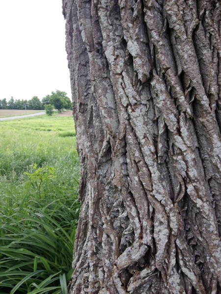 Carolina Tree ~ Photo by Patrice