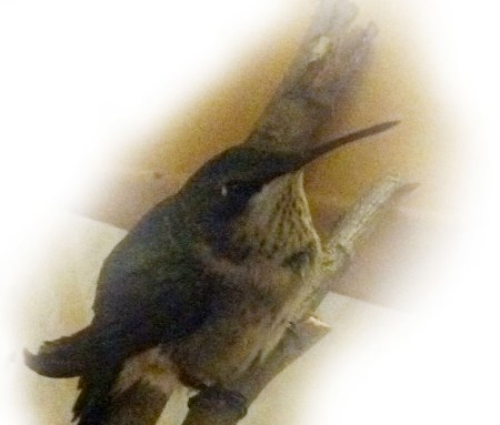 A Hummingbird Came  ~ Photo by Patrice