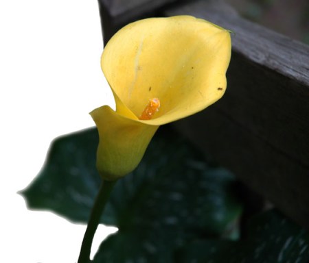 Ant and Yellow Lily ~ Photo by Patrice Ant and Lily ~ Photo by Patrice
