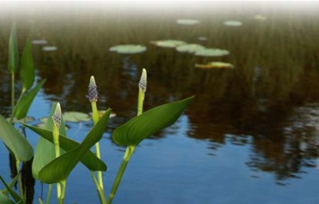 Water Lilies ~ Photo by Patrice Water Lilies ~ Photo by Patrice
