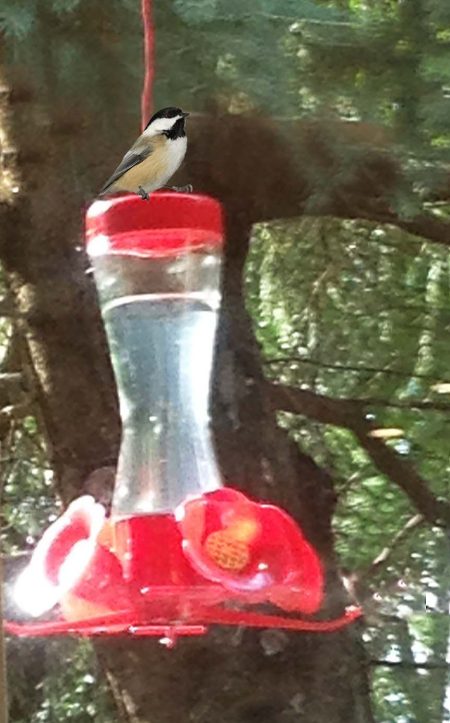 Chickadee on feeder ~ Photo by Patrice Chickadee on feeder ~ Photo by Patrice