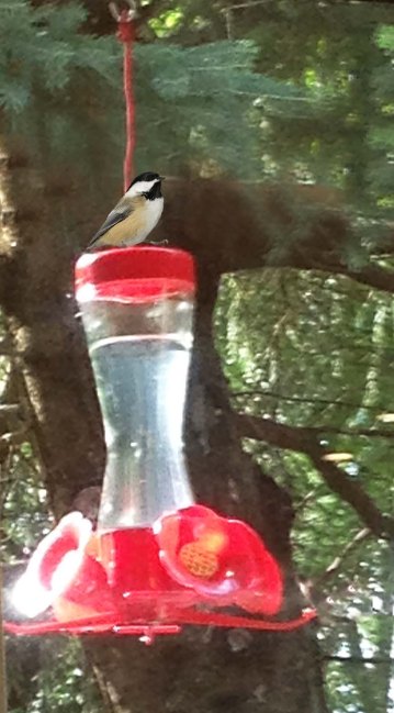 Chickadee on Feeder