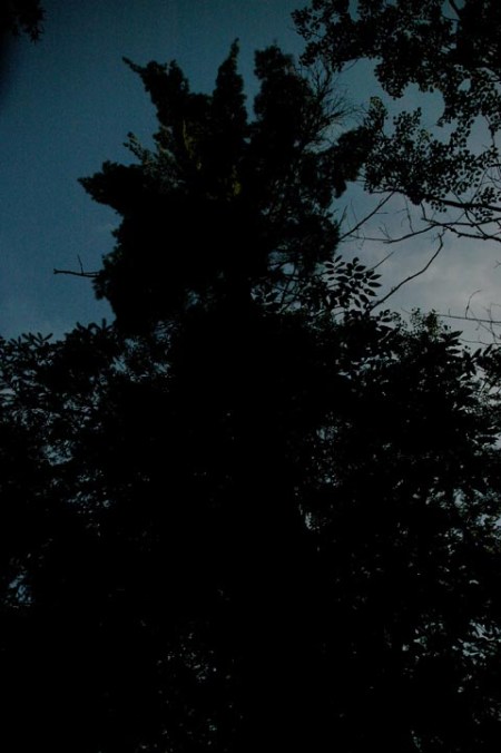 Dark Night Tree ~ Photo by Patrice Dark Night Tree ~ Photo by Patrice