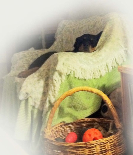 Ursa in her chair ~ Photo by Patrice