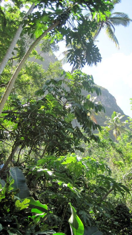 St. Lucian Beauty ~ Photo by Patrice St. Lucian Beauty ~ Photo by Patrice