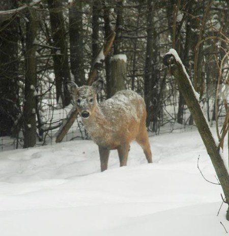 Deer in snow ~ Photo by Patrice Deer in snow ~ Photo by Patrice