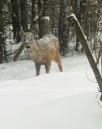 Snowy Deer ~ Photo by Patrice Snowy Deer ~ Photo by Patrice