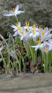 Crocus - Photo by Patrice