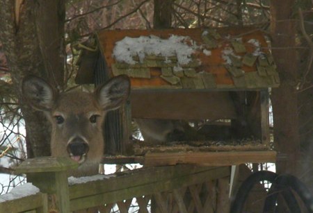 Deer at Feeder ~ Photo by Patrice Deer at Feeder ~ Photo by Patrice