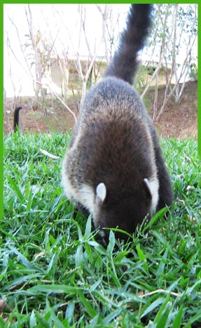 Costa Rican Raccoon ~ Photo by Brent Costa Rican Raccoon ~ Photo by Brent