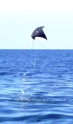 Flying Stingray ~ Photo by Patrice Flying Stingray ~ Photo by Patrice