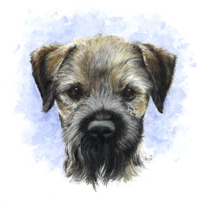 Vince's Border terrier ~ Watercolour Art by Patrice Vince's Border terrier ~ Watercolour Art by Patrice