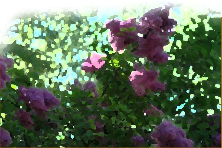 Lilacs