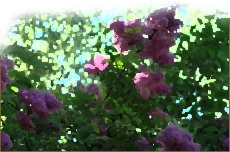 Lilacs