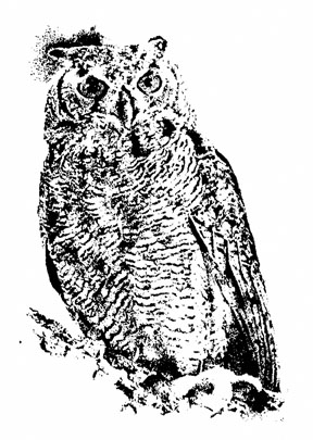 Pen Ink Drawing of an Owl ~ Illustration by Patrice for B.C. Central Credit Union Pen Ink Drawing of an Owl ~ Illustration by Patrice for B.C. Central Credit Union