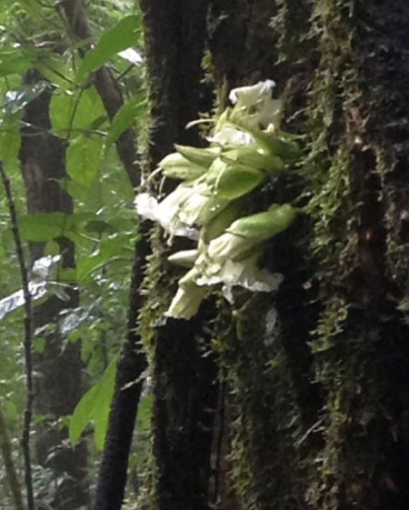 Rainforest Flower ~ Photo by Patrice