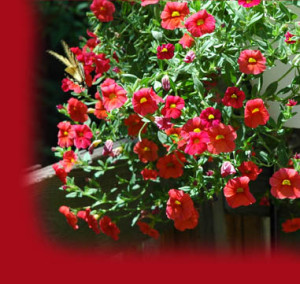 Butterfly and Red Flowers