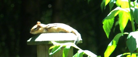 Chipmunk sunning himself ~ Photo by Patrice Chipmunk sunning himself ~ Photo by Patrice