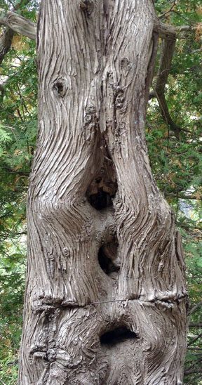 Soulful Tree at Eugina Falls ~ Photo by Patrice Soulful Tree at Eugina Falls ~ Photo by Patrice