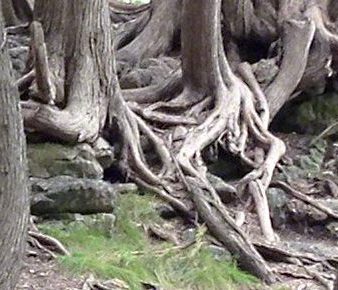 Tree Roots at Eugina Falls ~ Photo by Patrice Tree Roots at Eugina Falls ~ Photo by Patrice