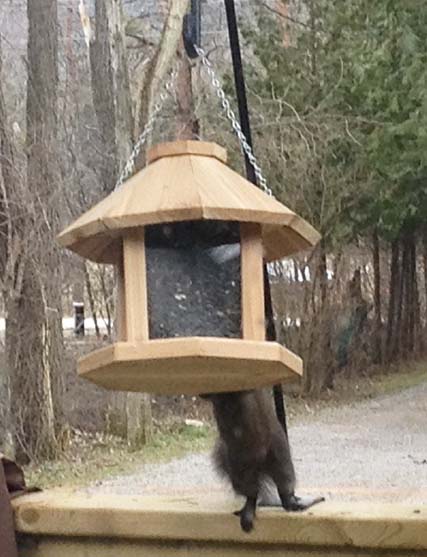 Squirrel reaching bird-feeder ~ Photo by Patrice Squirrel reaching bird-feeder ~ Photo by Patrice