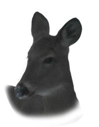 Deer Thinking