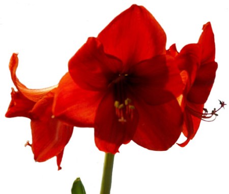 Amaryllis ~ Photo by Patrice
